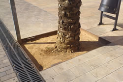 escocells arbres nucli antic
