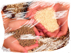 recollida aliments